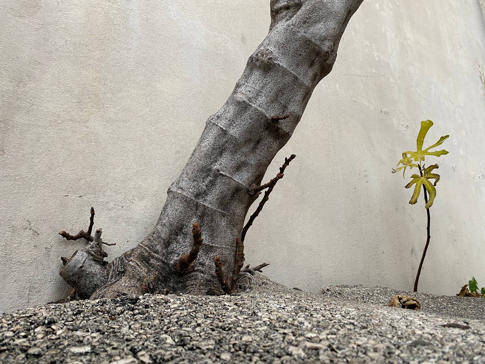 Sabato apre la 15ª Rassegna della fotografia rovignese